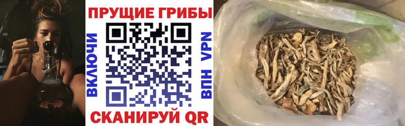Галлюциногенные грибы мицелий Александровск-Сахалинский